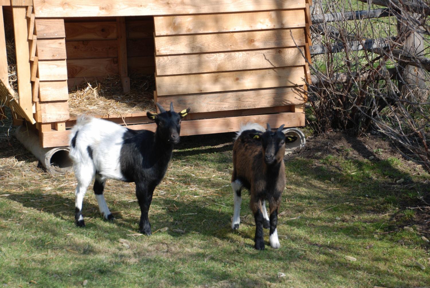 Bio-bauernhof Samerhof Farm stay